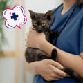 Bringing a Companion to Your Medical Test Appointment in Clark County, Washington